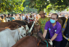 PMK Dan LSD Masih Mengintai, DKPP Kabupaten Pekalongan Perketat Pengawasan Hewan Kurban Jelang Idul Adha 2026