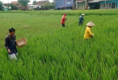  Petani Pekalongan Utara Disarankan Tanam Padi Biosalin Saat Kemarau, Solusi Jitu Cegah Gagal Panen di Pesisir