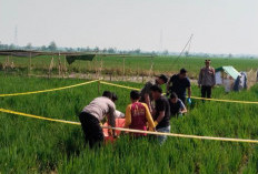 Perangkat Desa Kalipancur Diduga Jadi Korban Pembunuhan, Mayat Ditemukan di Tengah Sawah