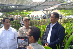 Kunjungi Nursery Kelapa Batang, Mentan Amran Pastikan Bibit Gratis Dari Presiden Prabowo untuk Petani