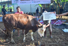 Tabur Qurban Bahtera, Permudah Ibadah dan Pastikan Distribusi Tepat Sasaran