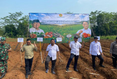 DKPP Kabupaten Pekalongan Genjot Peremajaan Tebu Lewat Program Bongkaratoon 2026