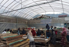 Perempuan Nasabah PNM Mekaar di Bandung Barat Kembangkan Usaha lewat Sinergi Ultra Mikro BRI