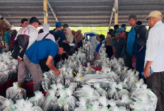 Produksi Ikan TPI Pekalongan Naik, Harga Tinggi Dongkrak Pendapatan Nelayan