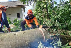 Puting Beliung Terjang 13 Kecamatan di Kabupaten Pekalongan, 35 Pohon Tumbang dan 12 Rumah Rusak