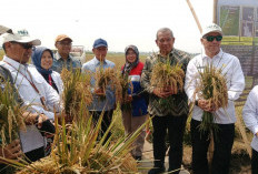Padi Biosalin Berhasil Dipanen di Lahan Abrasi Batang, Produktivitas Tembus 7 Ton per Hektar