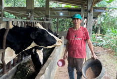 Dari Lereng Reban, Sapi Perah Semampir Jadi Harapan Ekonomi Baru Warga Desa