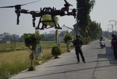 Tak Lagi Semprot Manual, Petani Kalipucang Wetan Batang Pakai Drone: Lebih Cepat dan Jaga Kesehatan