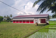 Sebagian Besar Kopdes Merah Putih Berdiri di Lahan Pertanian Berkelanjutan, Pemkab Batang Kaji Perumahan RTRW 
