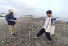  Perkuat Benteng Hijau, Dinparbudpora Kota Pekalongan Masifkan Reboisasi di Kawasan Mangrove Park