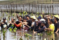 Gerakan Tanam Mangrove di Mulyorejo Tirto Jadi Momentum Pemulihan Pesisir Usai Terjangan Rob