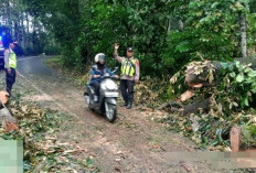Pohon Durian Tumbang Tutup Jalur Karanganyar–Lebakbarang