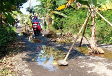 5 Tahun Jalan Rusak Tak Diperbaiki, Warga Siwalan Tanam Pohon Pisang di Jalan Rusak