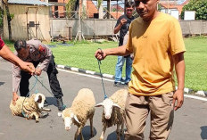 Polisi Batang Bekuk Komplotan Pencuri 38 Kambing BUMDes di Warungasem yang Beroperasi via Tol Trans Jawa