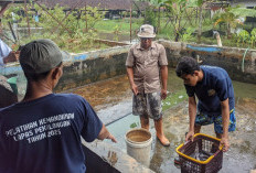 Wujudkan 15 Program Aksi Menteri, Lapas Pekalongan Warnai Panen Raya Serentak se-Indonesia