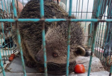 Dikira Luwak Masuk Pekarangan, Warga Petungkriyono Kaget Ternyata Binturong Satwa Dilindungi