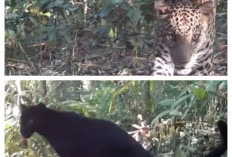 Kamera Trap Ungkap Dua Macan Tutul di Hutan Pekalongan, Swara Owa: Populasinya Termasuk yang Terbaik