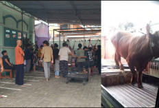 Iduladha 1447 H: PC Al-Irsyad Al-Islamiyyah Pekalongan Sembelih 104 Hewan Kurban, Termasuk Sapi dari Presiden