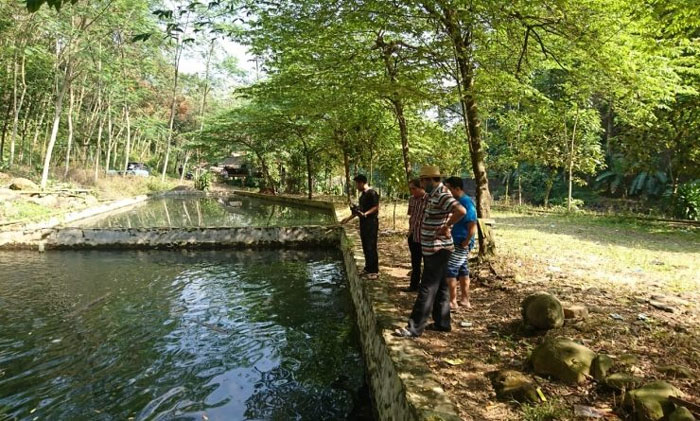 Ikan Bantuan Banyak yang Mati Akibat Serangan Burung
