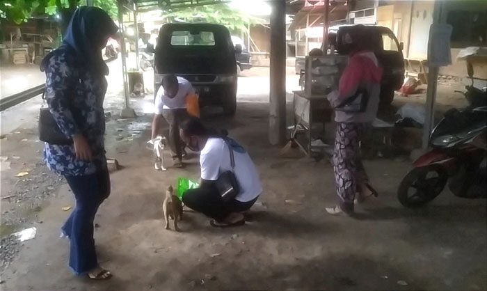Aksi Garda Pelindung Hewan, Beri Makanan dan Pengobatan ke Kucing Jalanan