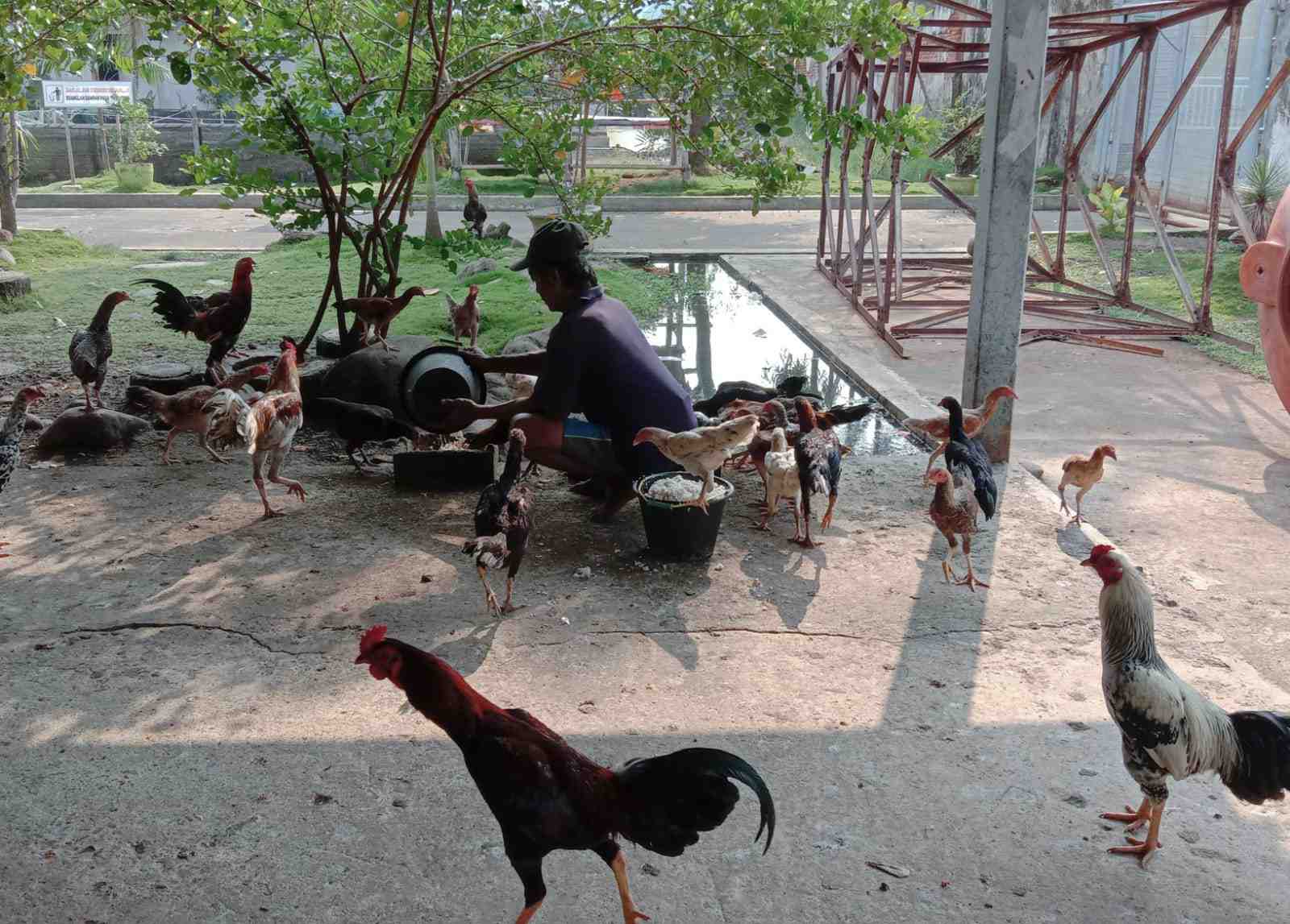 Lapas Pekalongan Kembangkan Usaha Peternakan Ayam Kampung