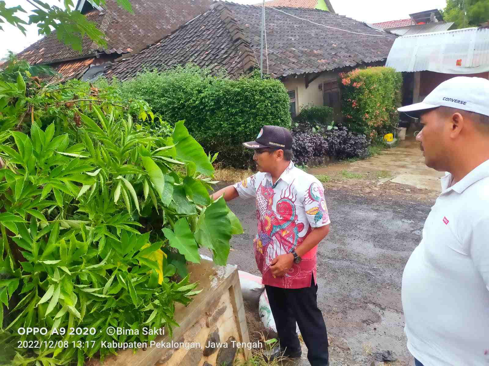 Tinggalkan Porang, Najib Justru Sukses Budidayakan Talas