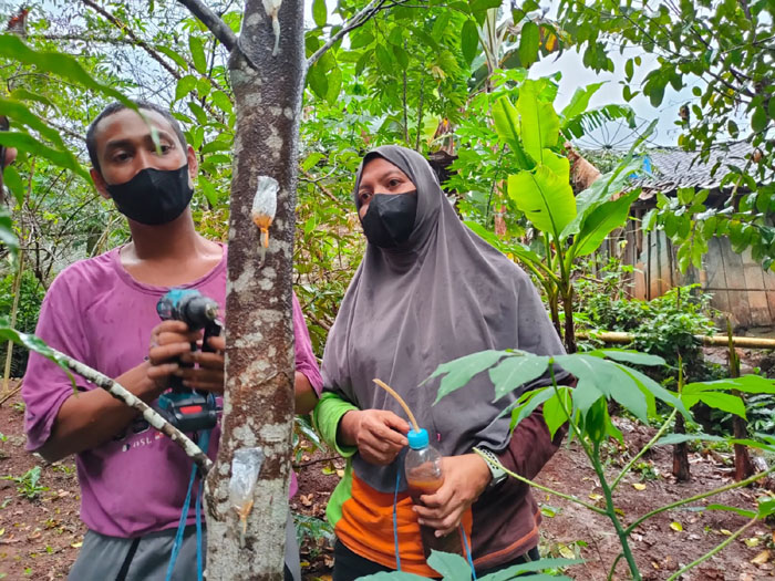 Budidaya Pohon Gaharu Berkualitas Mulai Diseriusi Petani di Batang