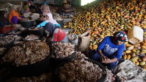 Industri Kakao Batang Tunda Ekspor Perdana
