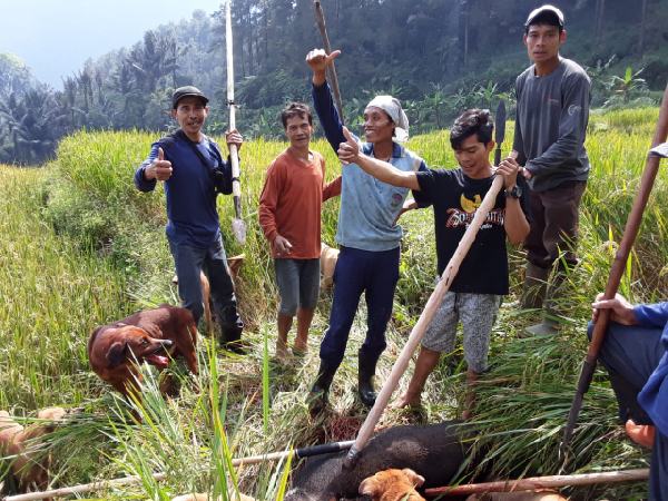 Hama Celeng Mulai Merambah Wilayah Petungkriyono, Satu Warga Diserang hingga Terkapar