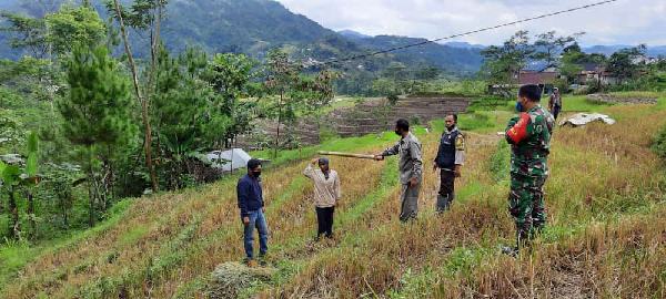 Naas, Petani Tewas Kesetrum Saat Membawa Jerami Padi di Tengah Sawah