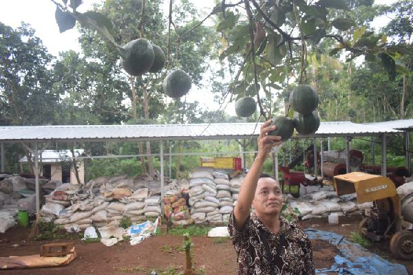 Hasilkan Alpukat Kendil, Kebun Semampir Siap Rintis Agrowisata Alpukat