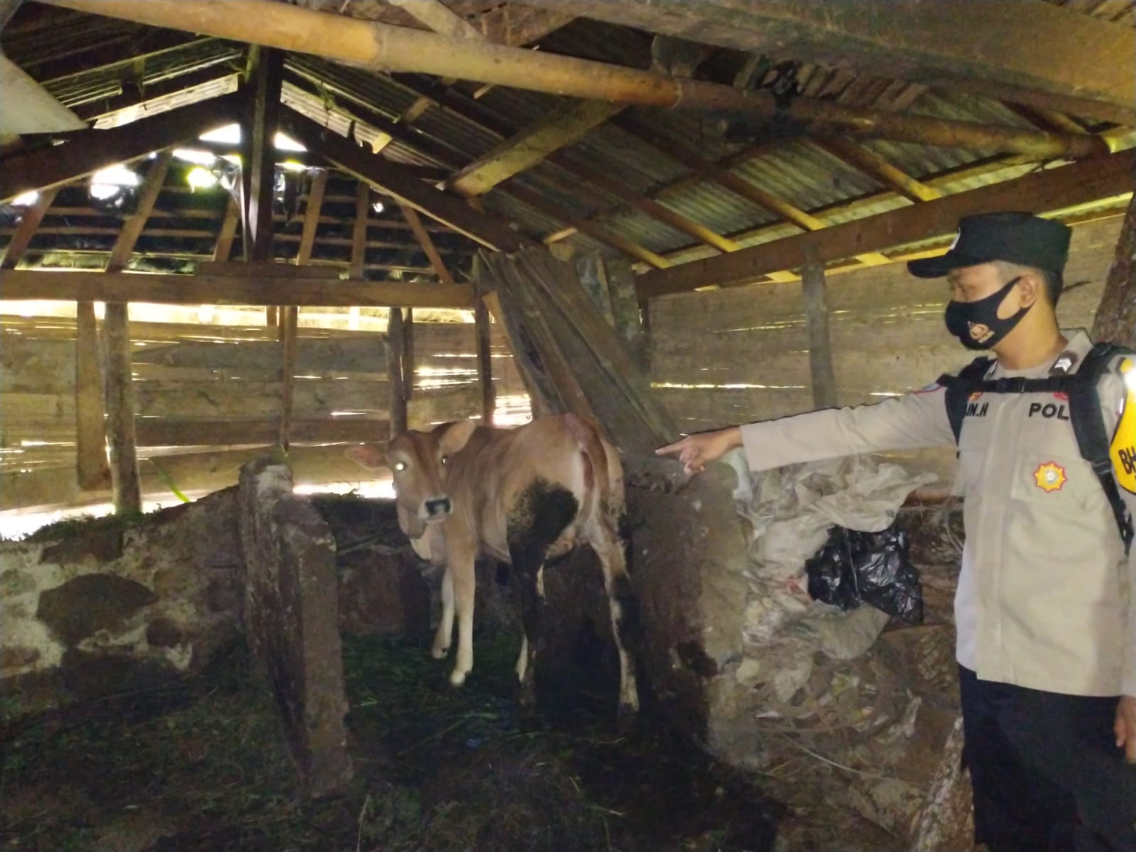 Spesialis Pencuri Sapi Kembali Beraksi