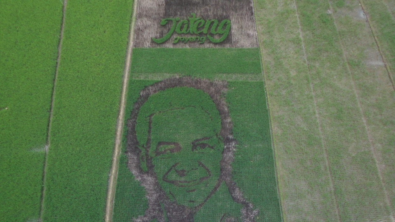 Padi Pariwulung dan Gambar Ganjar di Tengah Sawah