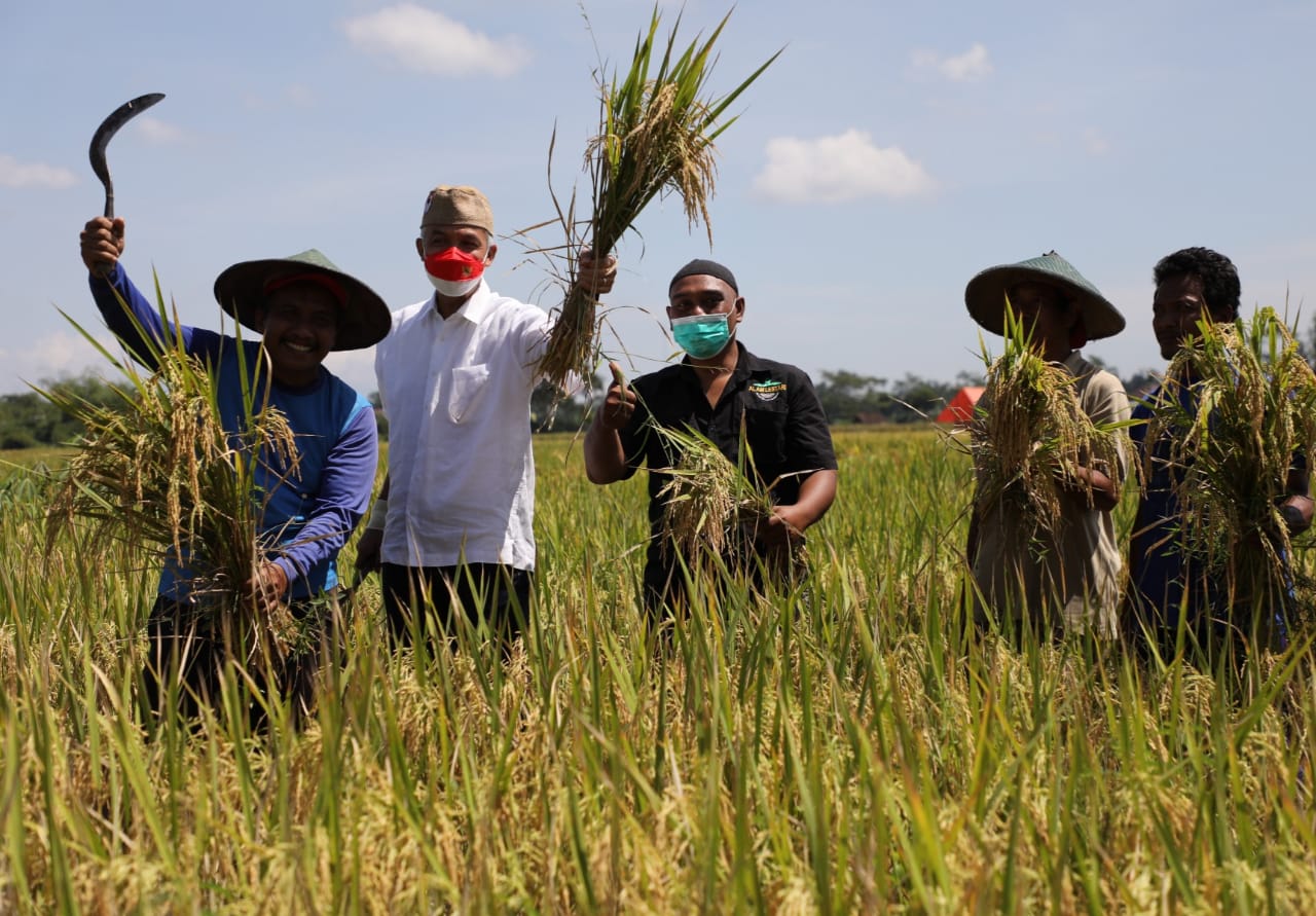 Panen Raya Padi Organik Bersama Petani Blitar, Ganjar : Bismillahirrahmanirrahim, Mudah-mudahan Berkah