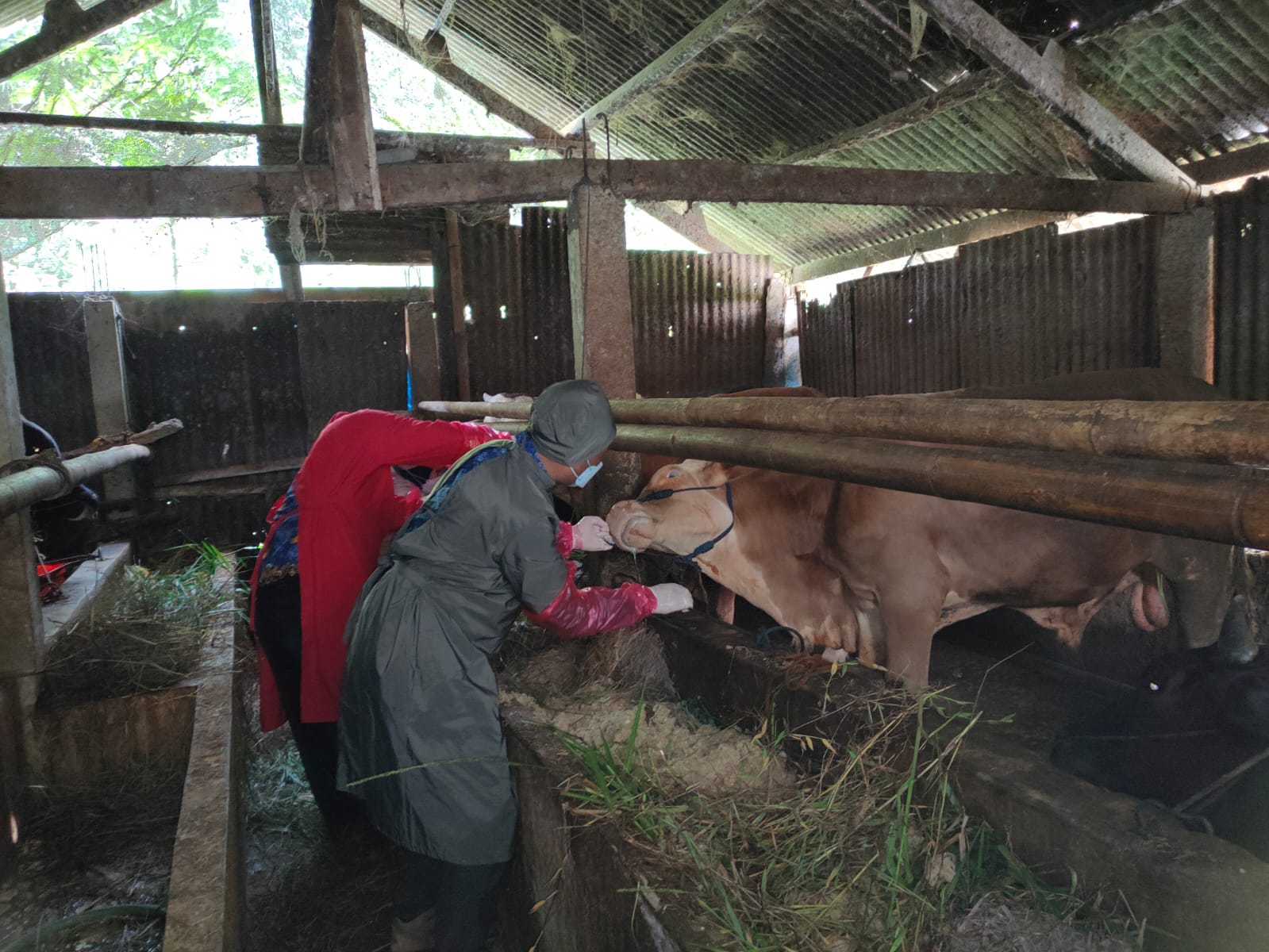 13 Ekor Sapi di Batang Terindikasi Mengidap Penyakit Mulut dan Kuku