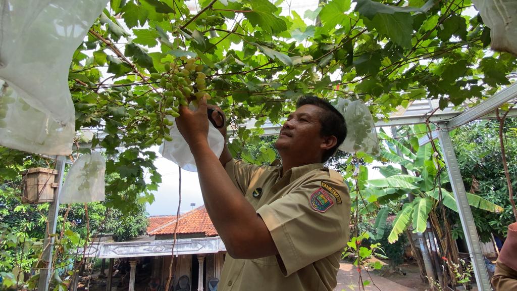 Tekan Konsumsi Anggur Impor, Robban Grapes Ajak Masyarakat Tanam Anggur di Pekarangan Rumah