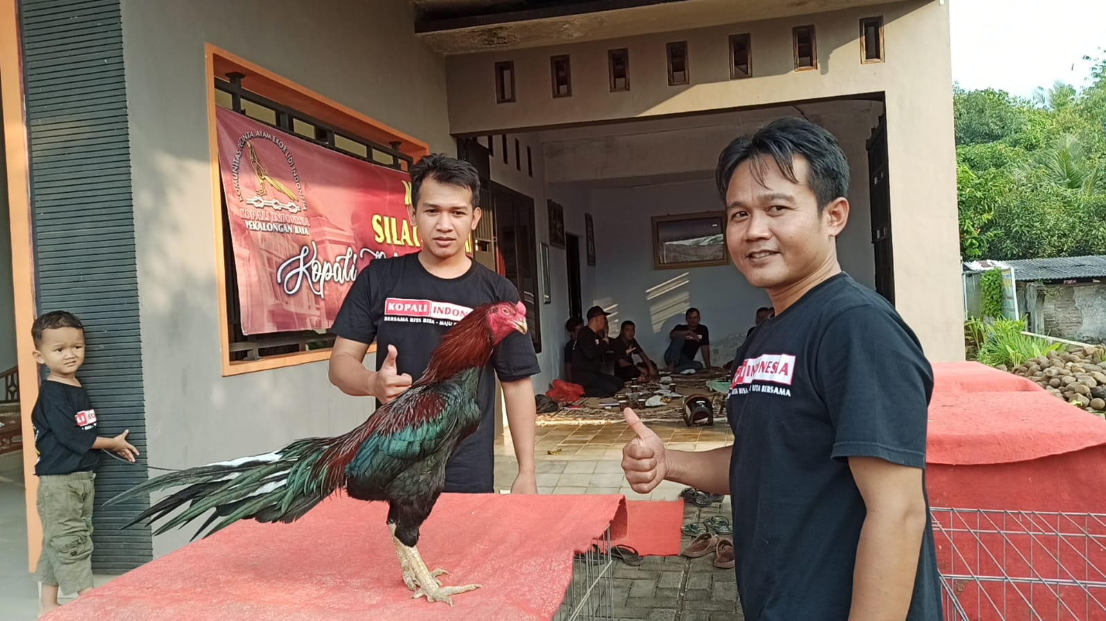 Ubah Persepsi, Kopali Bakal Gelar Kontes Ayam Ekor Lidi