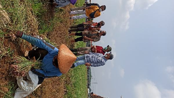 Panen Raya Bawang Merah di Lahan Pertanian Terdampak Jalan Tol