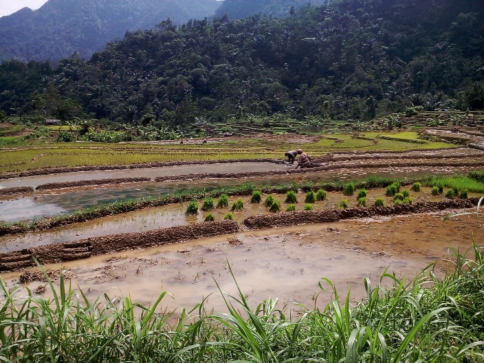 Padi Hitam Endemik Petungkriyono Dikembangkan jadi Padi Organik