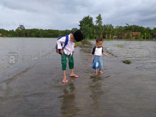 Dampak Banjir, Ratusan Hektare Sawah Terancam Puso