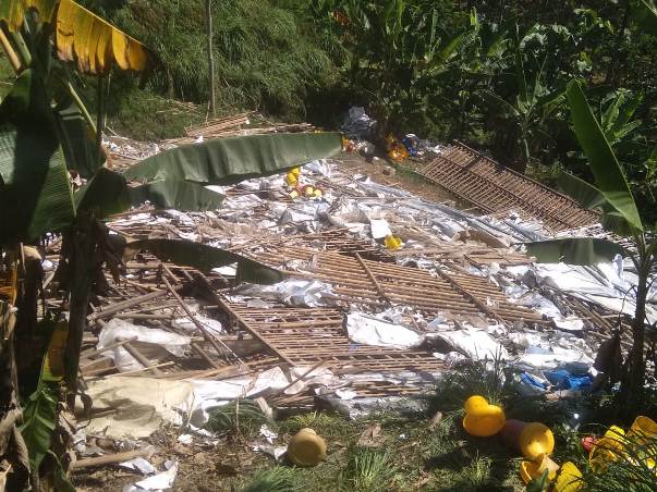 Diterjang Puting BeliungTiga Lokal Kandang Berisi Ribuan Ayam Ambruk