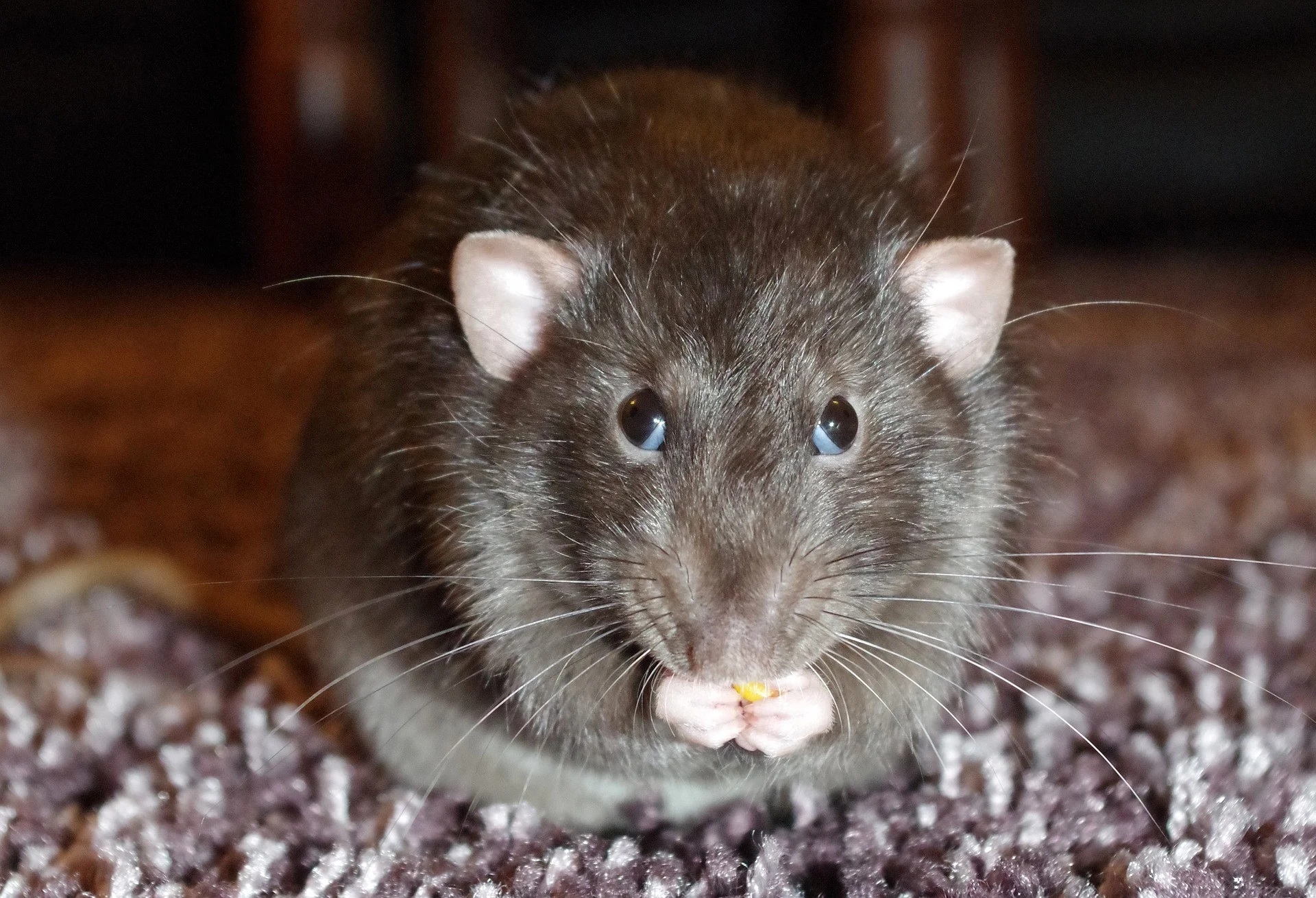 7 Bahan Alami Ini Ampuh Usir Tikus yang Berkeliaran Bebas di Rumah