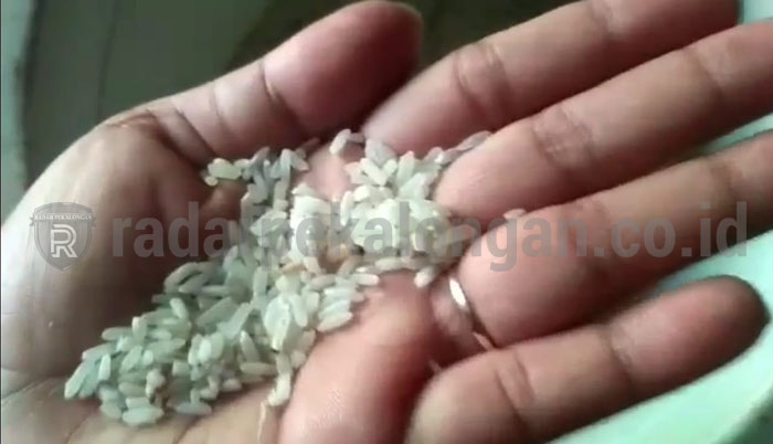 Dinsos Minta Warga Tak Menerima Beras Bantuan Berkutu dan Bau
