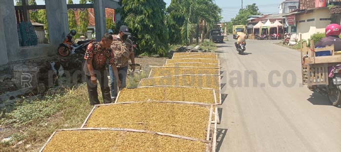 Senangnya Petani Tembakau, Harga Bagus Saat Masa Panen