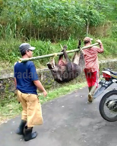 Hama Celeng Kian Merajalela