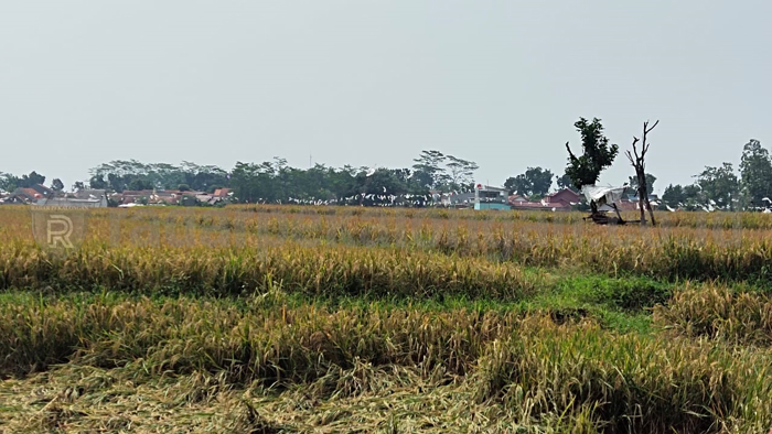 Harga Gabah Anjlok, Petani Terpuruk