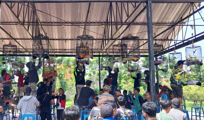 Meriah, Lomba Burung Berkicau Kodim Pekalongan