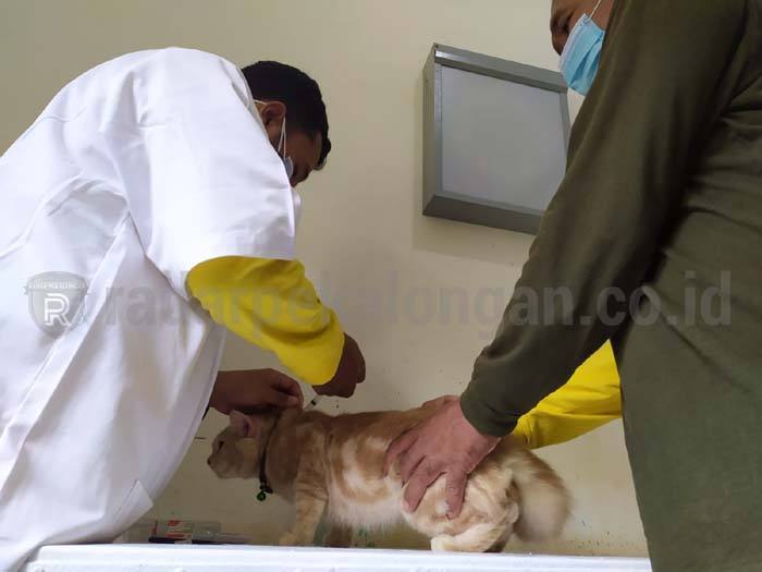 Puskeswan Kembali Gelar Vaksinasi Rabies untuk Ratusan Hewan