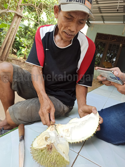 Gagal Panen, Harga Durian Naik Drastis