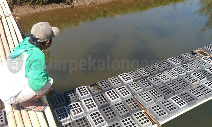 Rob, Pembudidaya Kepiting Kian Langka